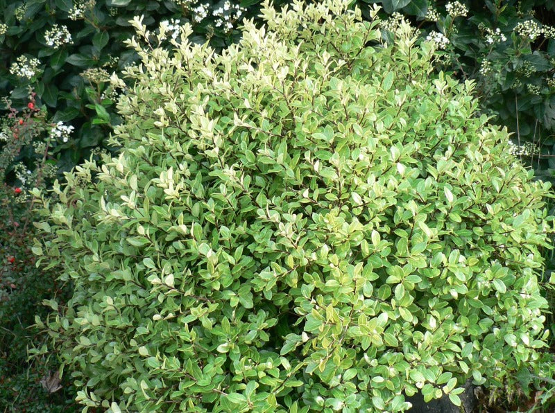 Pittosporum ‘Golf Ball’