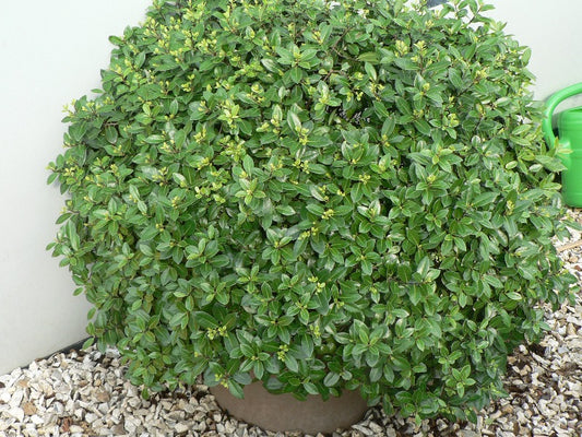 Pittosporum ‘Golf Ball’