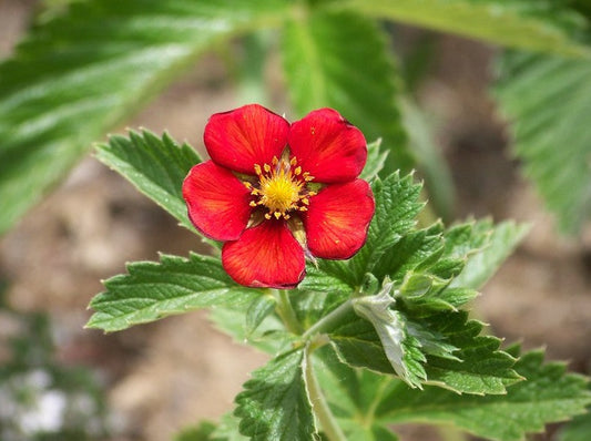 Potentilla 'Gibson Scarlet'