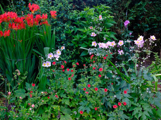 Potentilla 'Gibson Scarlet'