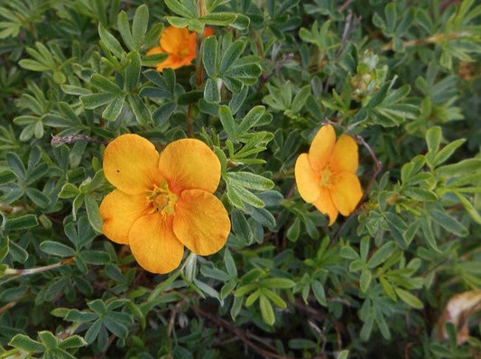 Potentilla Fruticosa 'Bella Sol'