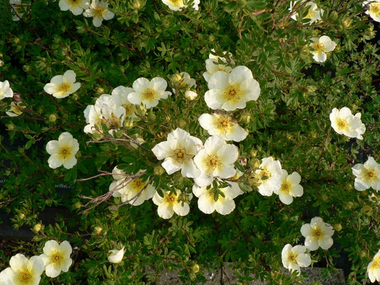 Potentilla Fruticosa ‘Limelight’