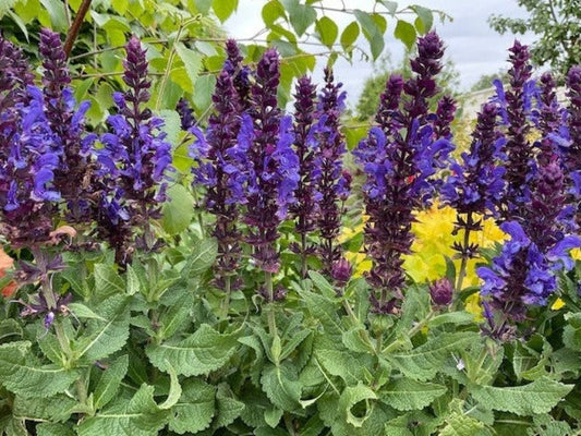 Salvia Nemorosa ‘Blue Marvel’