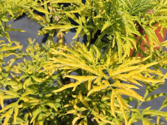 Sambucus Niagra ‘Golden Tower’