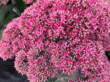 Sedum 'Thunderhead'