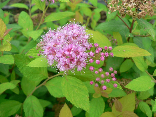 Spirea japonica ‘Golden Princess’