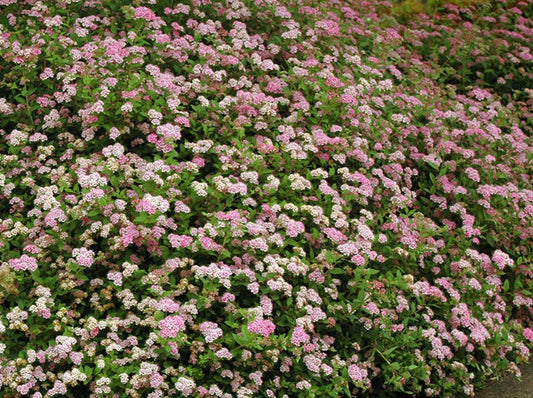 Spirea Japonica ‘Little Princess’