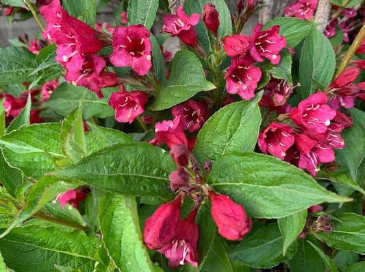 Weigela 'Towers of Flowers Cherry'