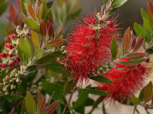 Callistemon 'Inferno'
