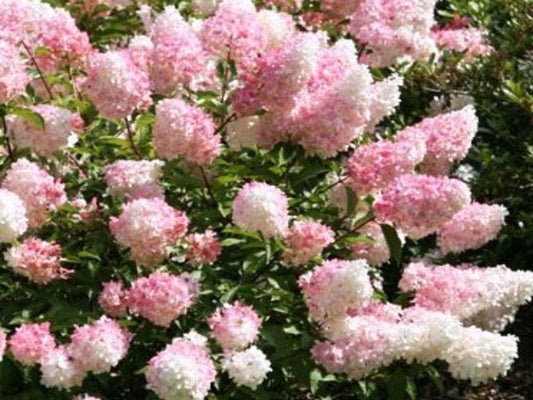 Hydrangea Panic ‘Vanillia Fraise’