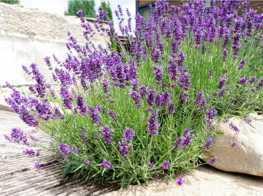 Lavender 'Munstead'