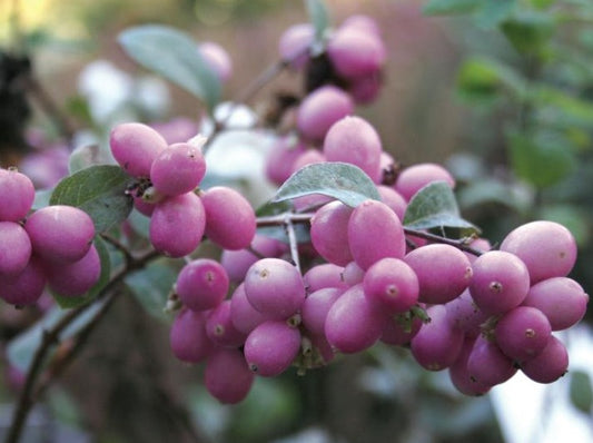 Symphoricarpos 'Magical Candy'