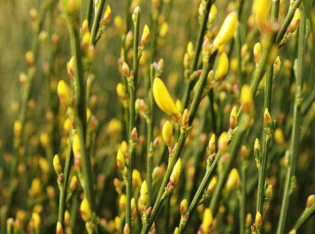 Cytisus 'x' Praecox Broom
